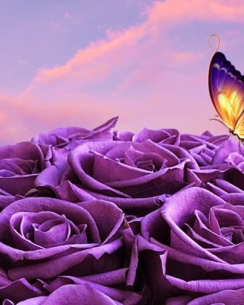 purple_flowers.jpg